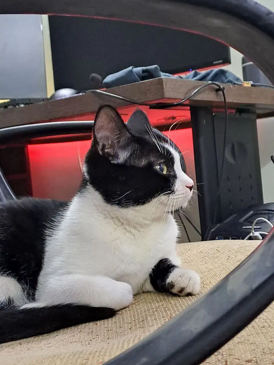 گربه خانگی|گربه|زنجان, |دیوار