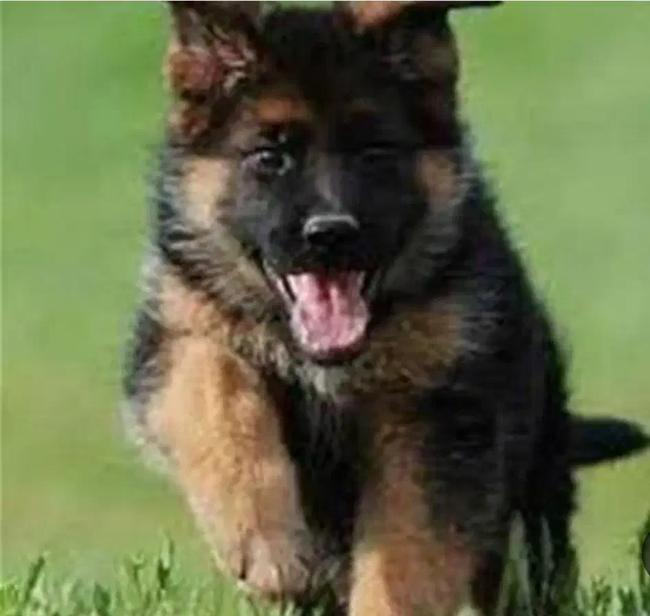 ژرمن شولاین|سگ|لاهیجان, شهرک فرهنگیان|دیوار