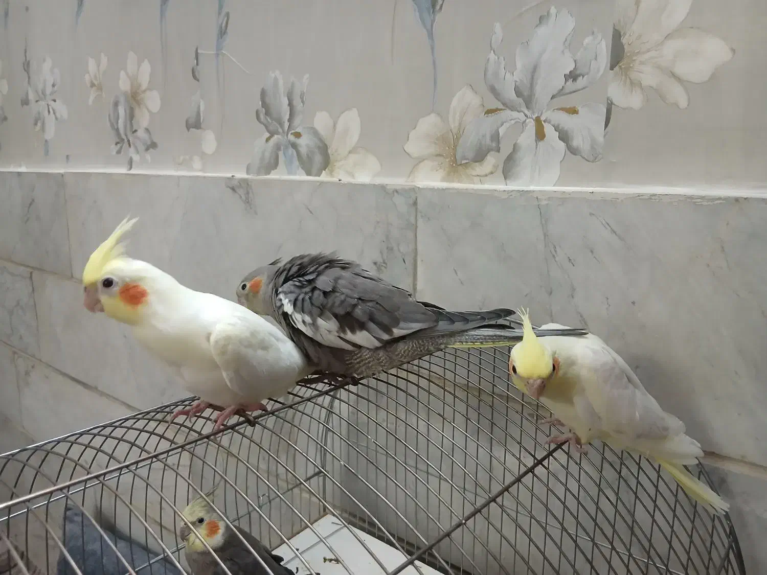 عروس هلندی جوجه|پرنده|تهران, بیسیم|دیوار