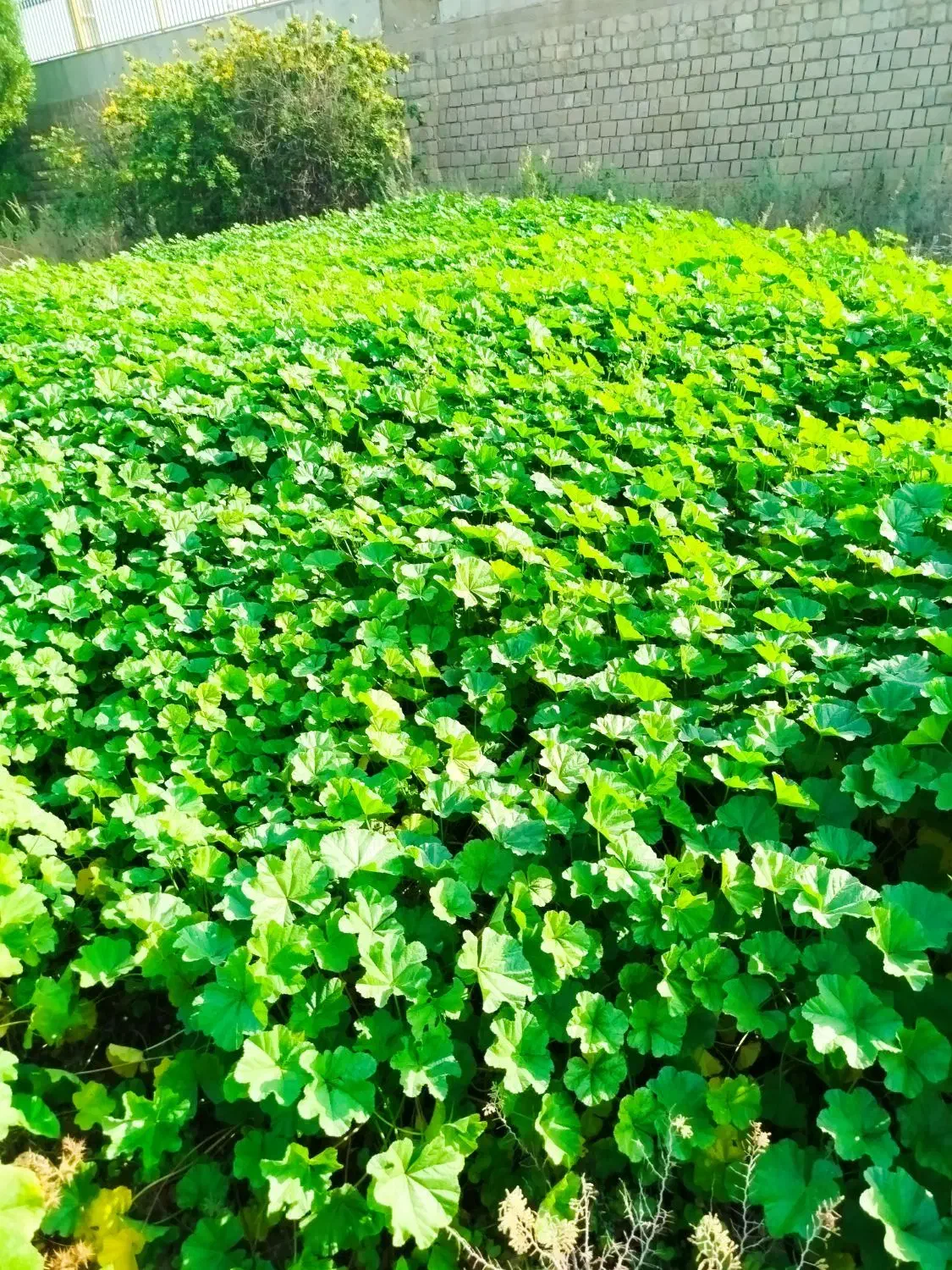 سبزی خورشتی وتوله|خوردنی و آشامیدنی|حمیدیه, |دیوار