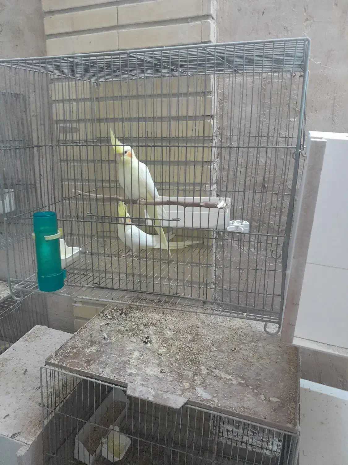 جوجه لوتیتو  البینو موجود است|پرنده|قم, امامزاده ابراهیم|دیوار