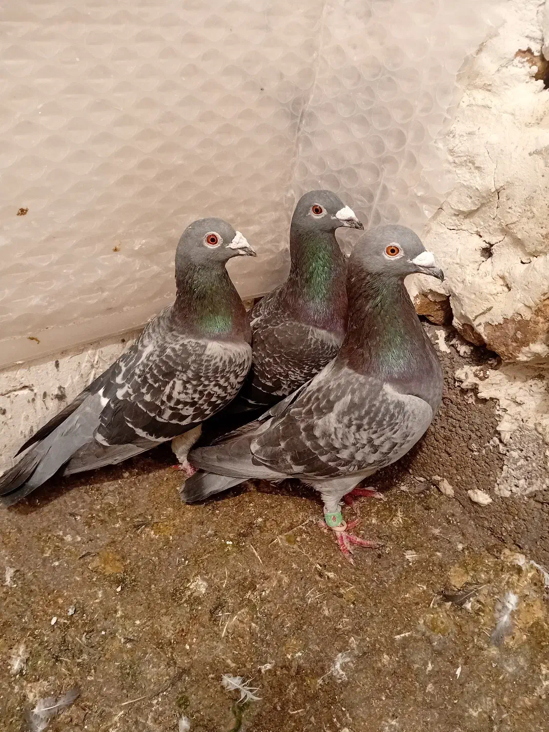 کفتر|پرنده|فیروزآباد (فارس), |دیوار