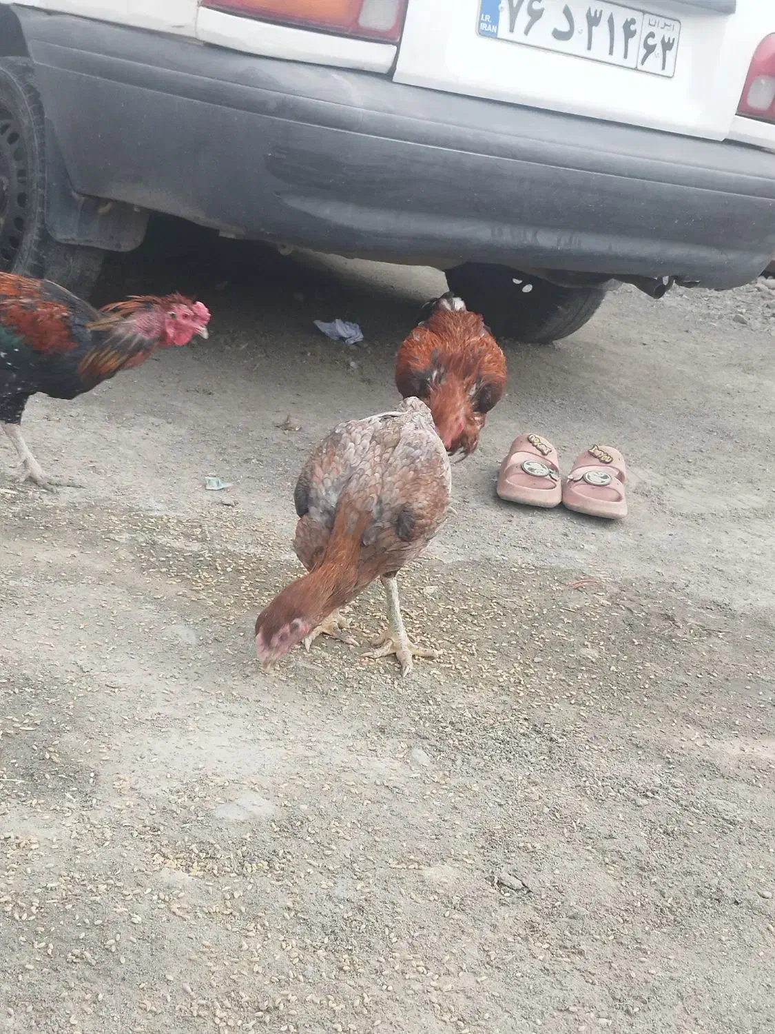 مرغ|حیوانات مزرعه|کهنوج, |دیوار