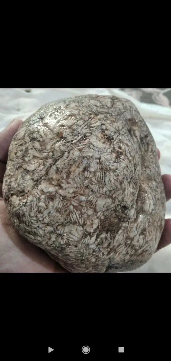 فسیل|کلکسیون اشیاء عتیقه|رباطکریم, رباطکریم|دیوار