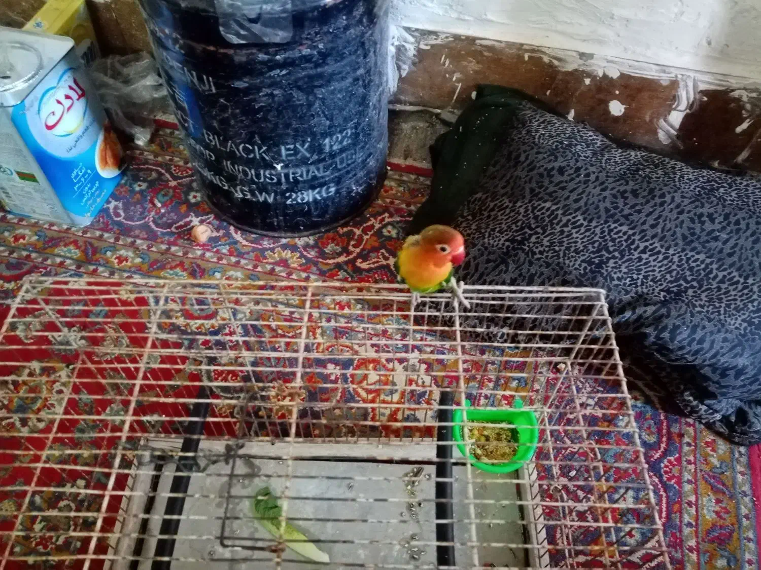 فروشه کوتوله برزیلی،|پرنده|جهرم, |دیوار