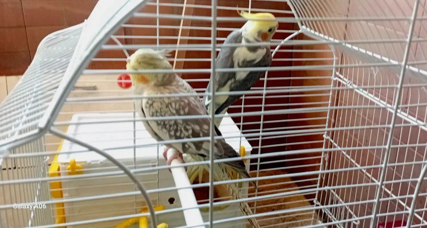 عروس هلندی|پرنده|تهران, صادقیه|دیوار