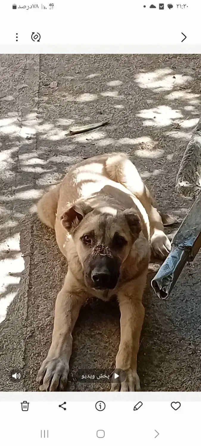 توله ۱۲۰روزه قیمت ۸تومن|سگ|نیشابور, ده حلاج|دیوار