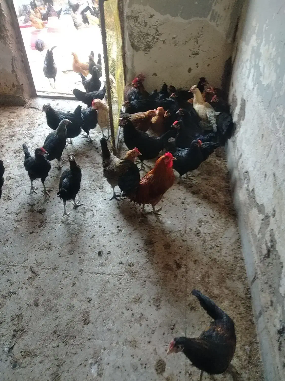 تخم مرغ محلی|خوردنی و آشامیدنی|اهواز, شهرک برق|دیوار