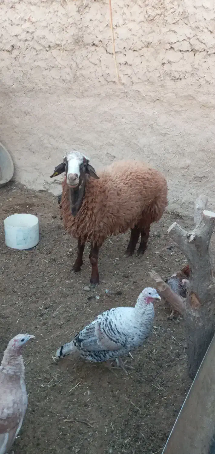 یک عددبره هترو|حیوانات مزرعه|اسفراین, |دیوار