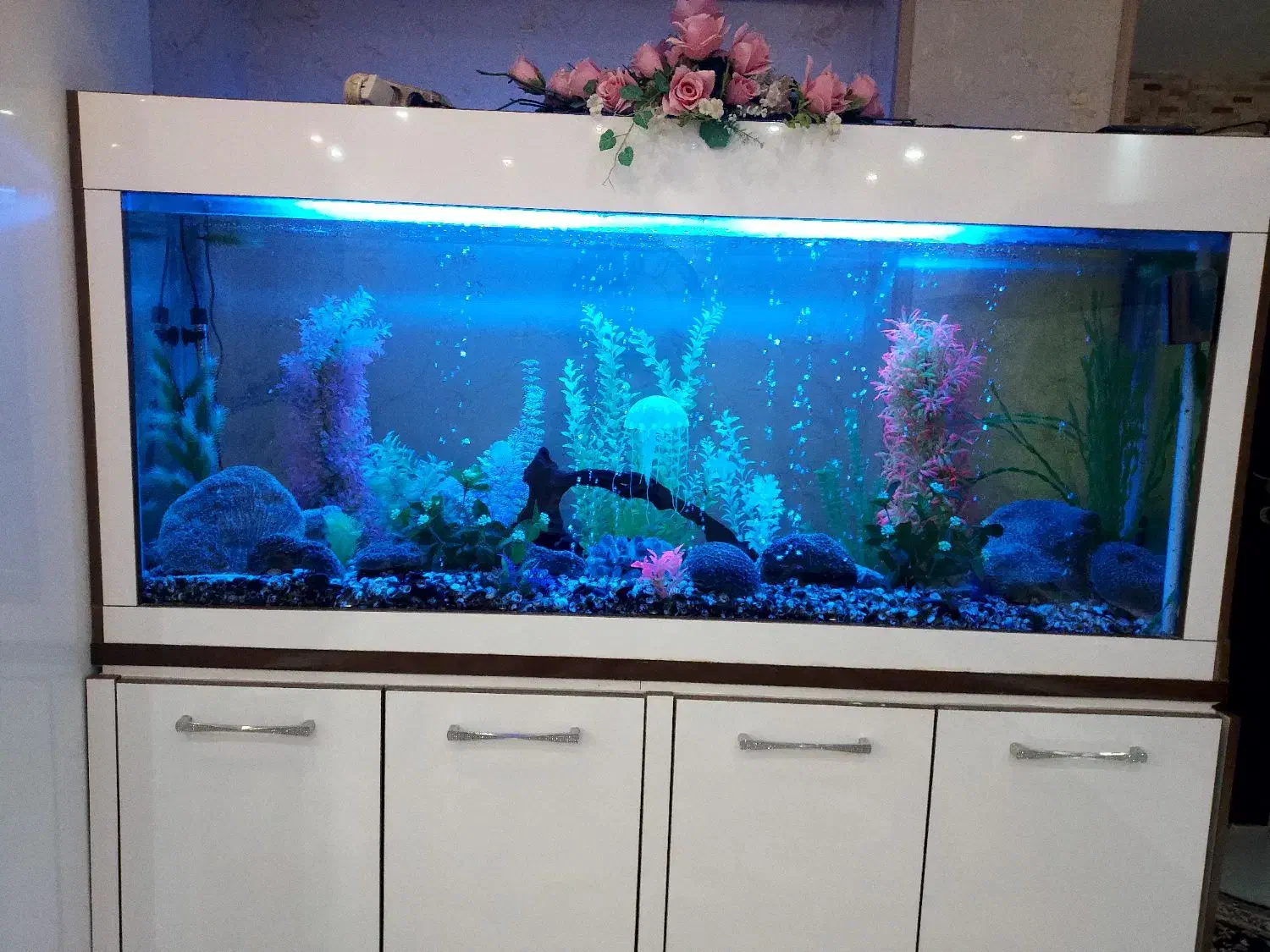 آکواریوم|ماهی|محمدیه-قزوین, |دیوار