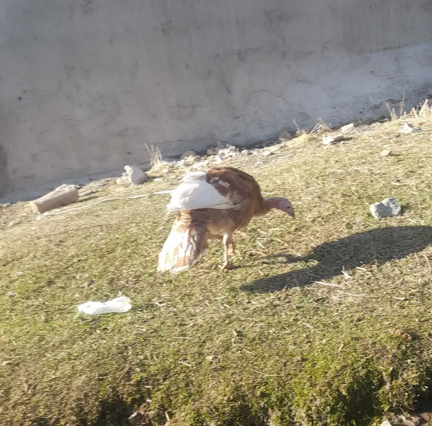 جوجه بوقلمون|حیوانات مزرعه|اهر, |دیوار