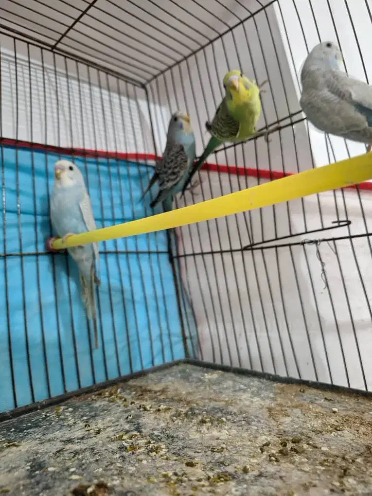 مرغ عشق خوش رنگ و خوش ذات و خوش قیمت|پرنده|فسا, |دیوار