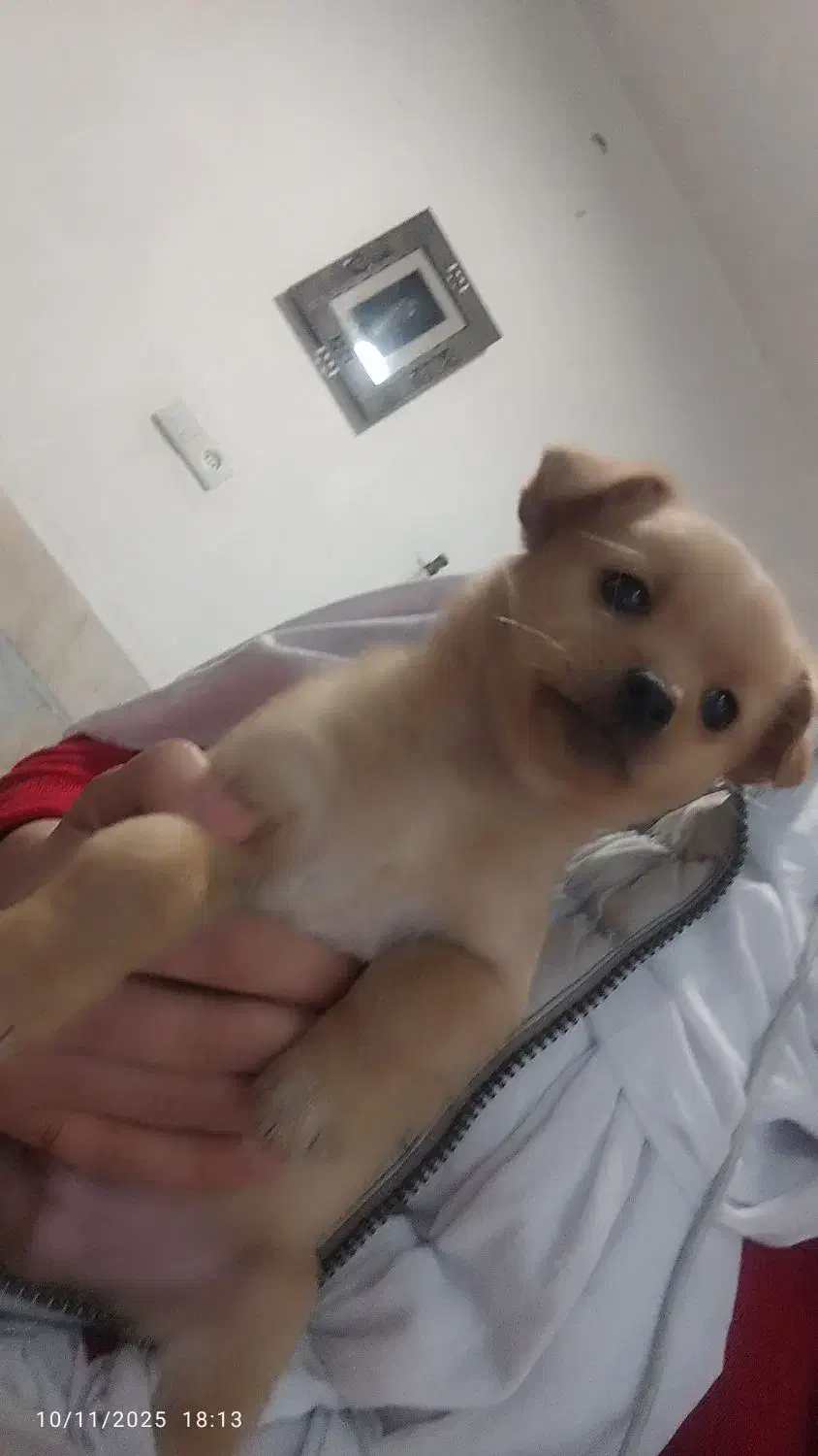 دو عدد توله سگ نر و ماده 2ماهه|سگ|ورامین, ورامین|دیوار