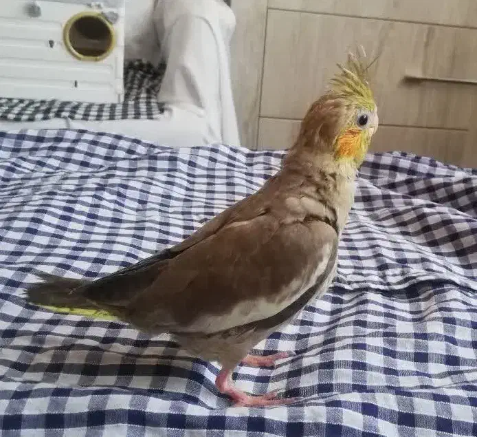 فروش سه عدد عروس هلندی|پرنده|قم, مسجد امام حسن|دیوار