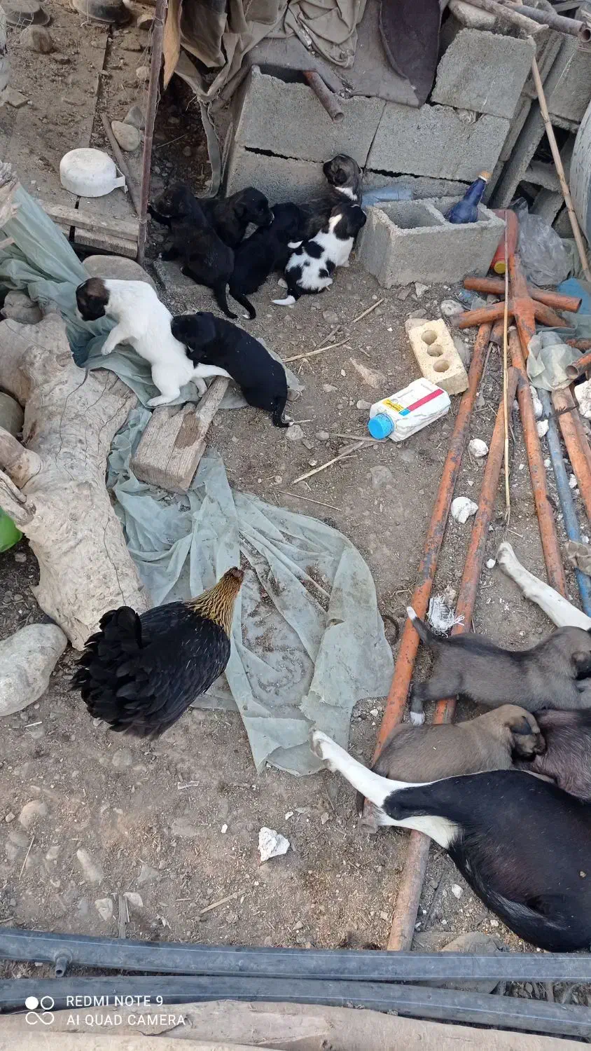 سگ فروشی|سگ|دوگنبدان, |دیوار