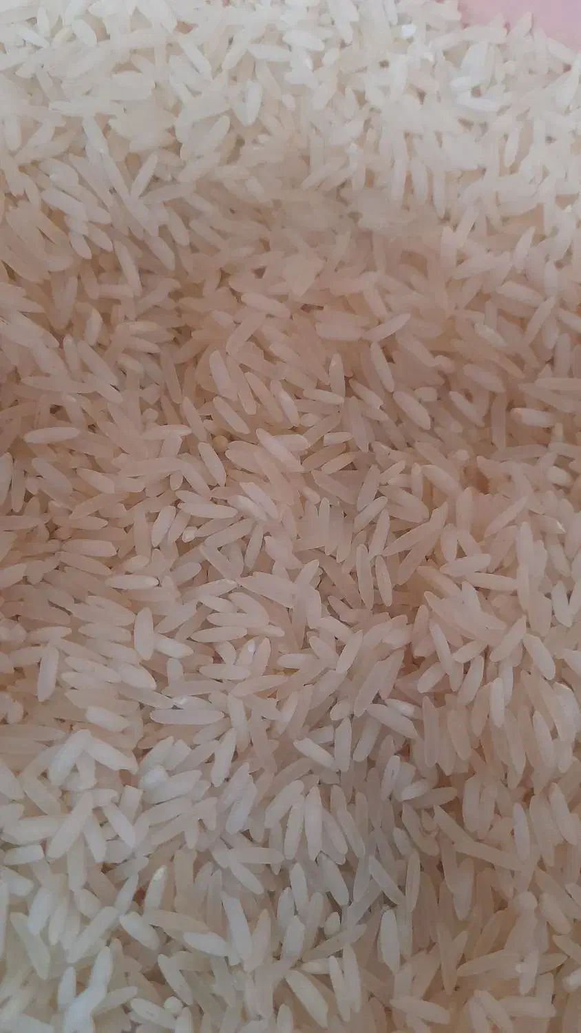 برنج طارم هاشمی کشت دوم اعلا|عمدهفروشی|گلوگاه بابل (گلیا), |دیوار