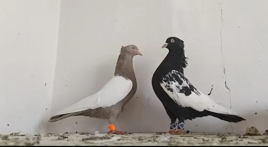 کفتر بمب|پرنده|مشهد, ویلاشهر|دیوار