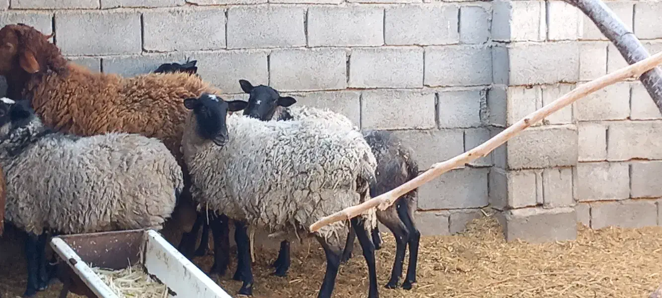 گوسفند رمانف|حیوانات مزرعه|جغتای, |دیوار