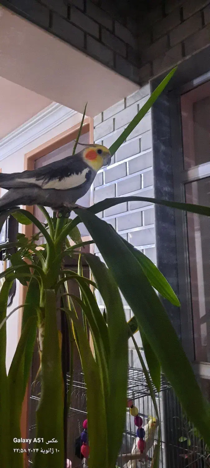 عروس هلندی چالسرا گمشده|حیوانات|ایلام, |دیوار