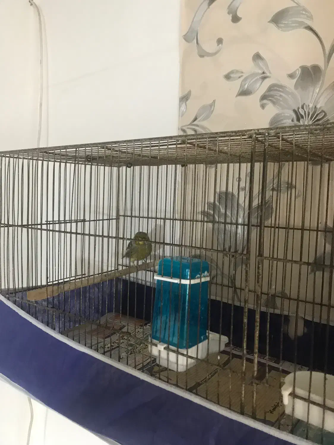 قناری گلستر|پرنده|رشت, کوی فکوری|دیوار