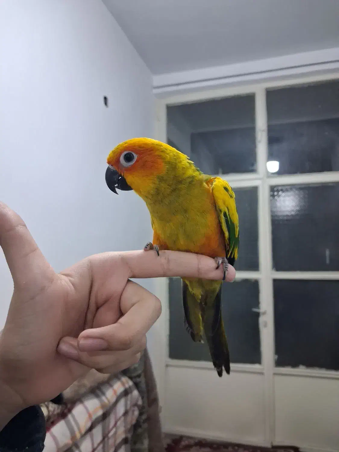 طوطی خورشیدی معاوضه|پرنده|ری, شهرک نظامی|دیوار