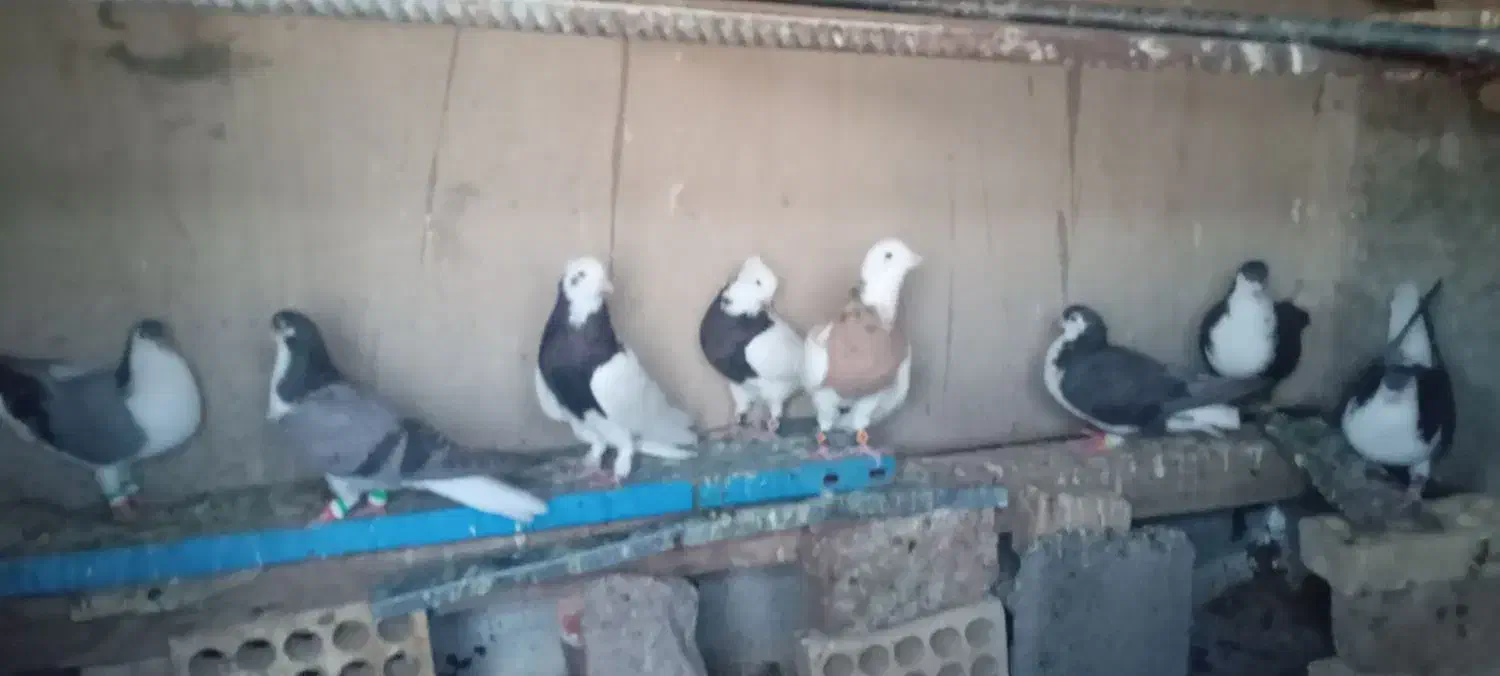 ساده و طوق|پرنده|خوسف, |دیوار