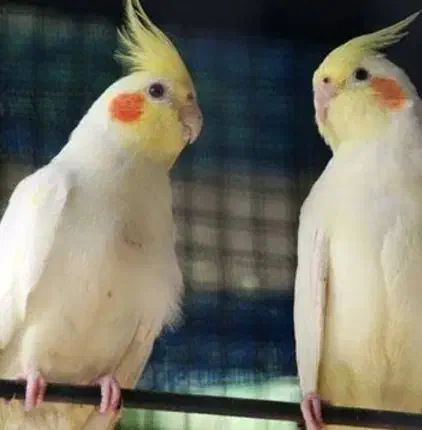 عروس هلندی|پرنده|سیرجان, |دیوار