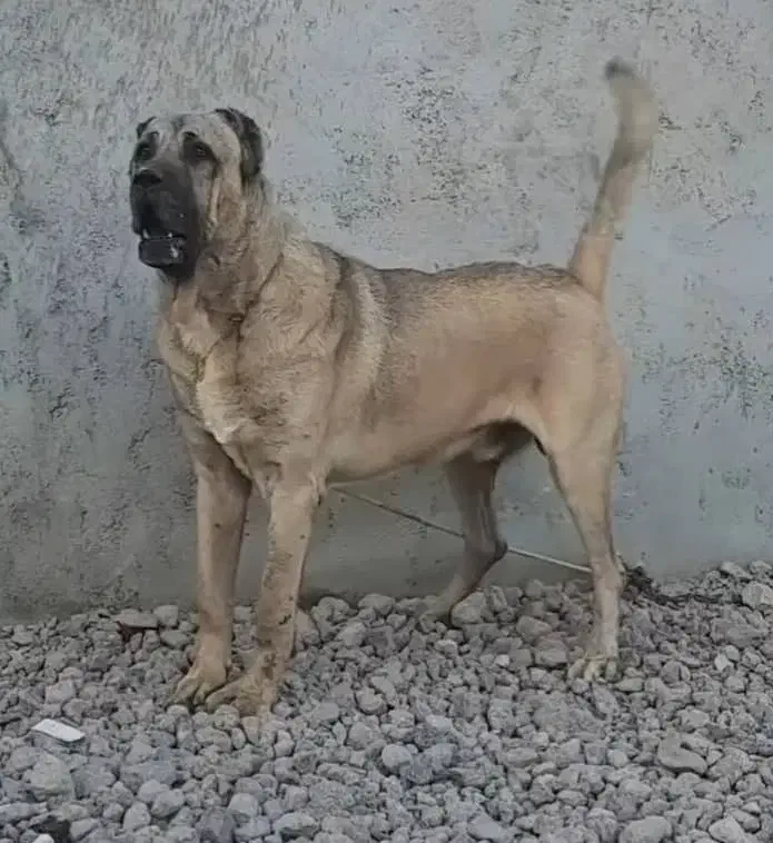 سگ ژرمن +سراب نگهبان فول|سگ|بندر انزلی, جفرود پایین|دیوار