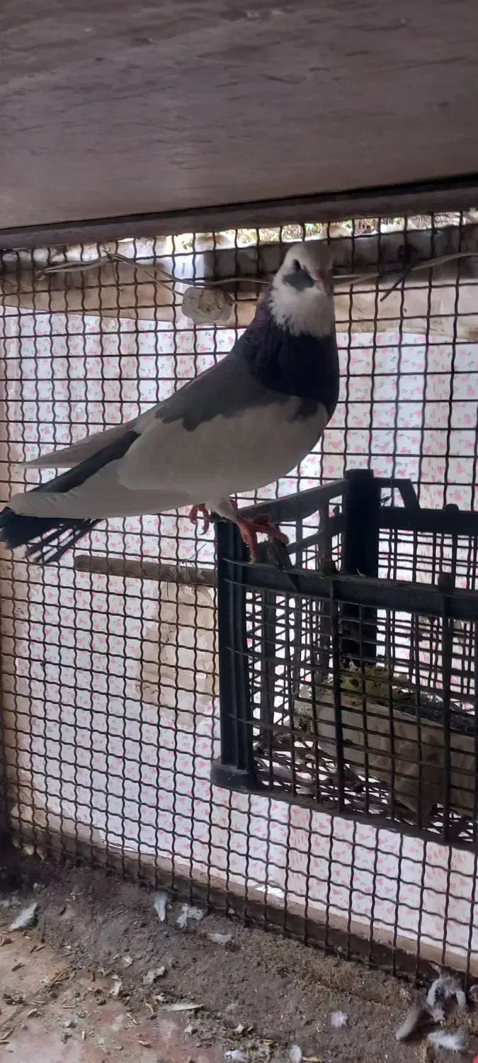 کبوتر ابلاغ|پرنده|کرمانشاه, |دیوار