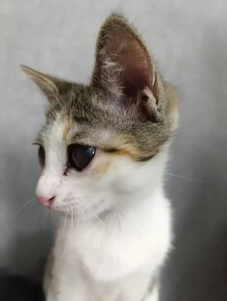 گربه واگذاری رایگان|گربه|رشت, دیانتی|دیوار