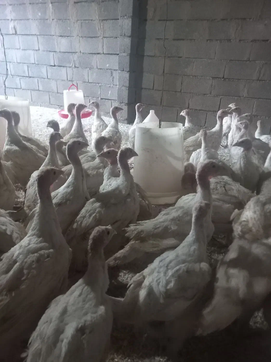 فروش جوجه بوقلمون بیوتی ۴۰روزه وزن ۲ کیلو|حیوانات مزرعه|گلی داغ, |دیوار
