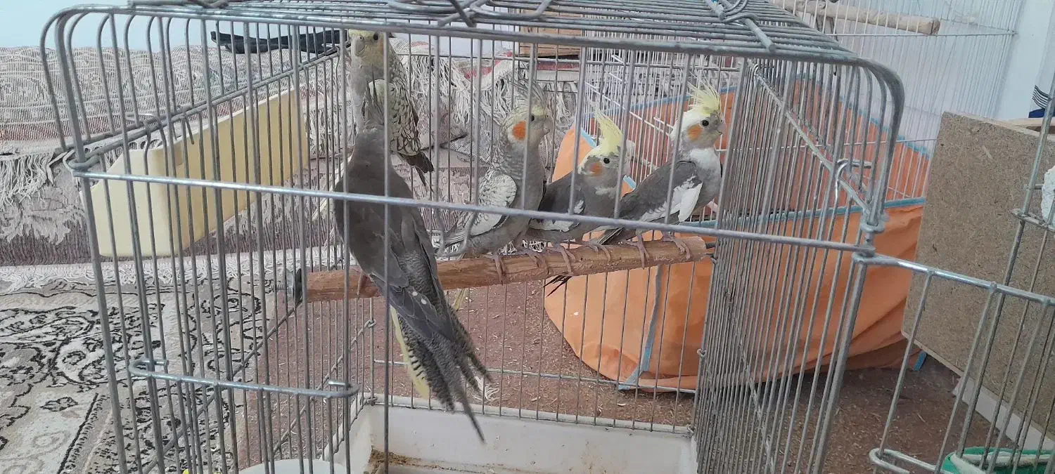 عروس هلندی|پرنده|مهران (ایلام), |دیوار