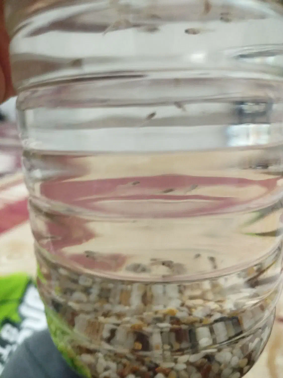 ماهی گوپی|ماهی|قم, انسجام|دیوار