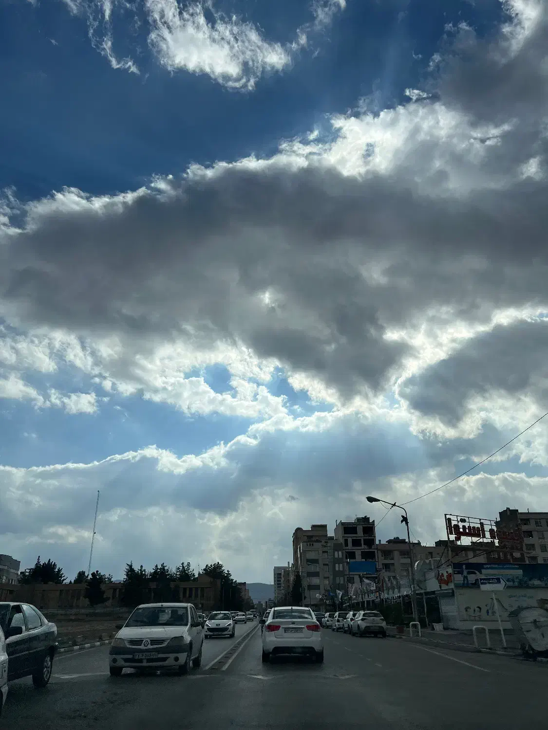 یک سگ پیدا شده|حیوانات|مشهد, تربیت (صدف)|دیوار