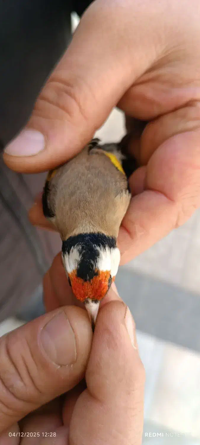 سهره غریب یکماه قفس|پرنده|سنندج, |دیوار