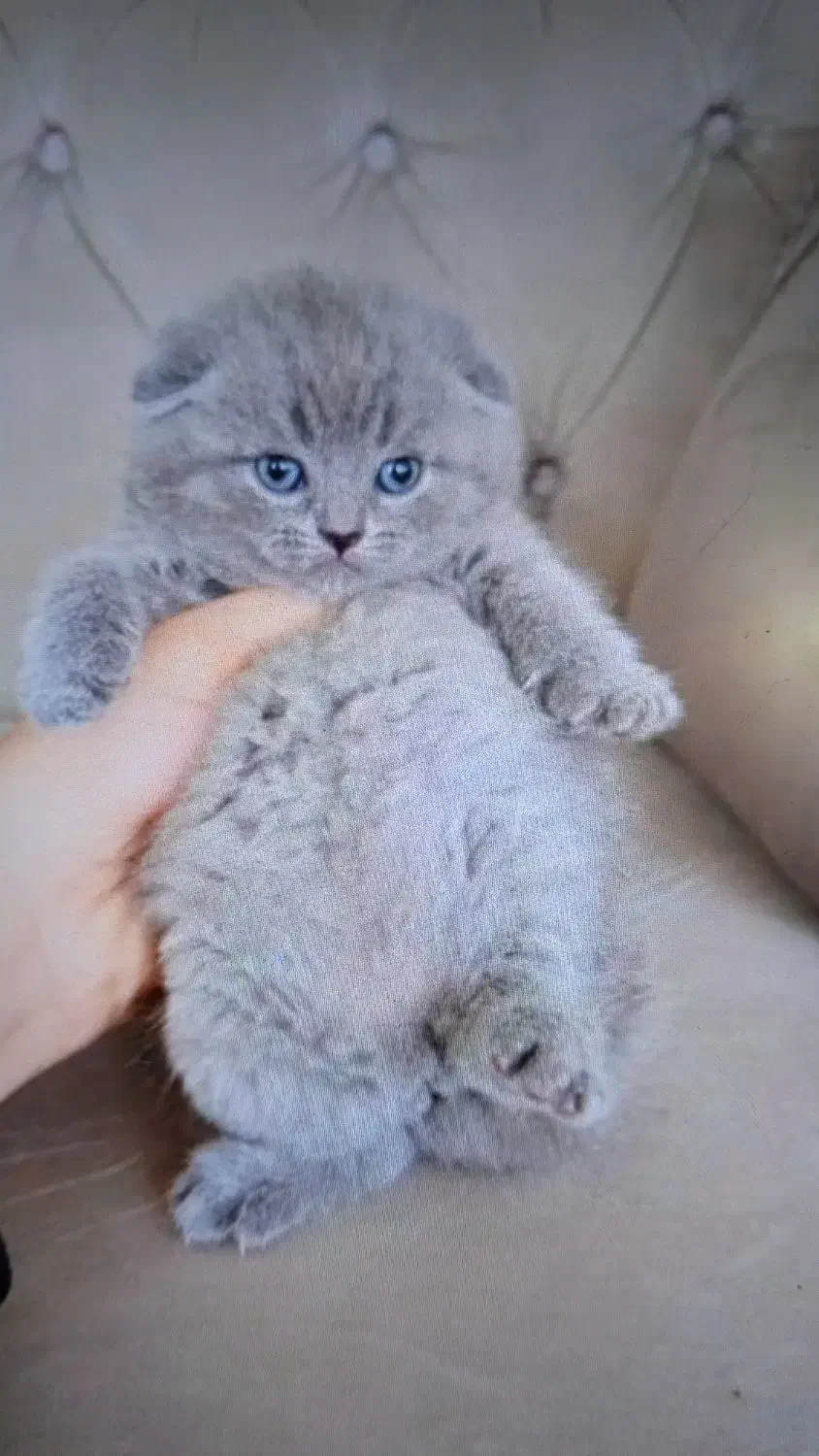 اسکاتیش بلو|گربه|آبادان, |دیوار