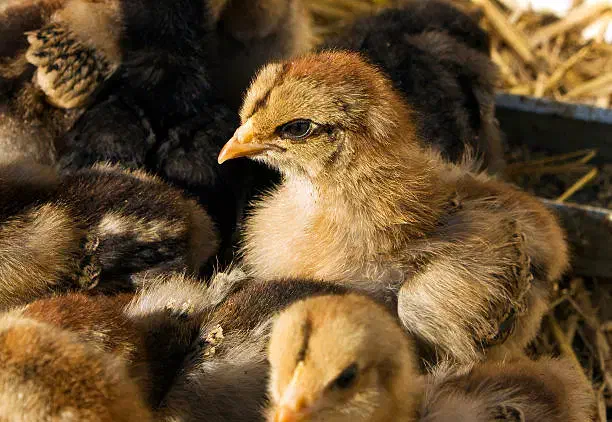 فروش عمده جوجه بومی دورگه مستقیم از کارخانه|حیوانات مزرعه|تهران, جوادیه|دیوار