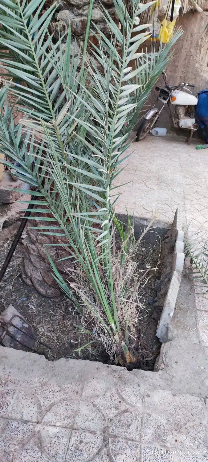 جنگدرخت..نر..تعداد3عدد|گل و گیاه طبیعی|بم, |دیوار