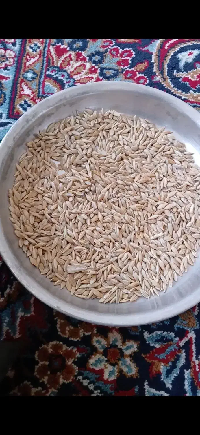 فروشی جو درجه یک|عمدهفروشی|چهاردانگه (آذربایجان), |دیوار