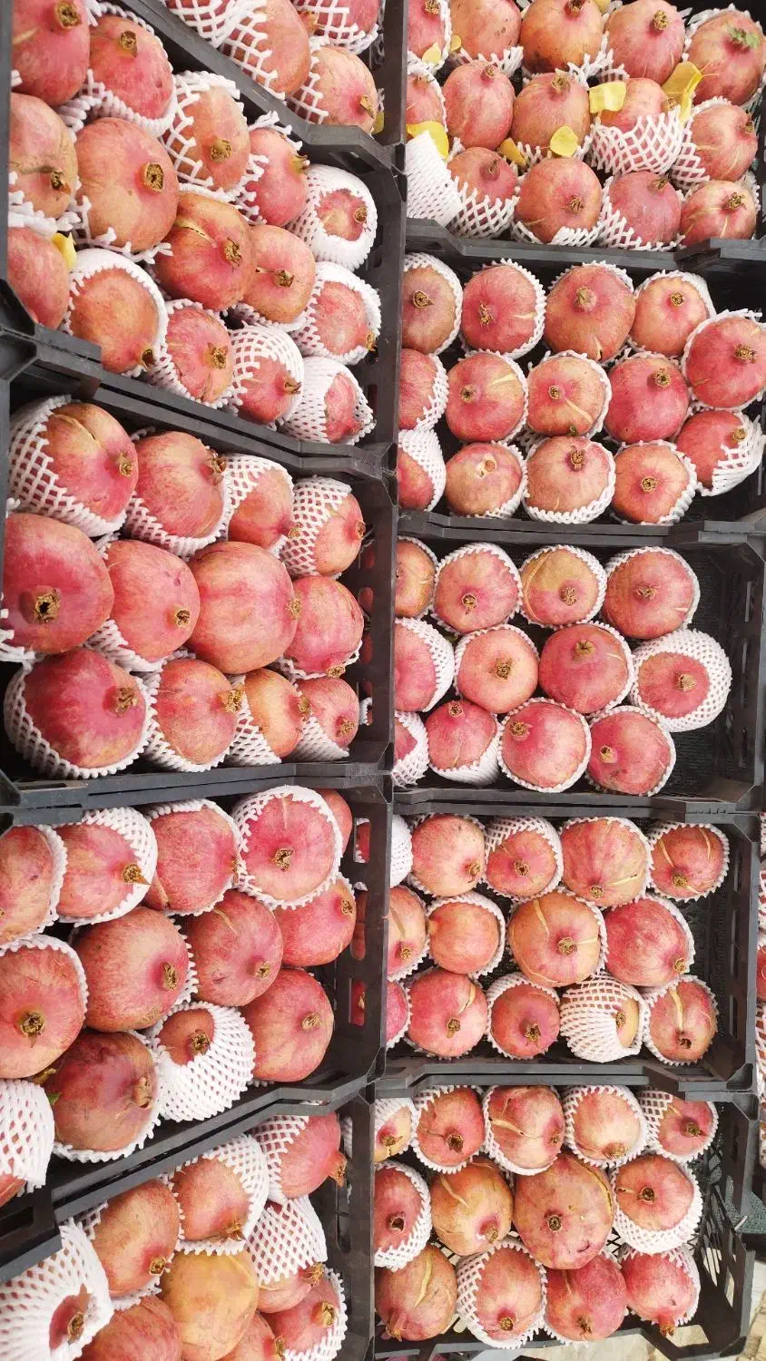 انار دانه سیاه شرین|حراج|بهبهان, |دیوار