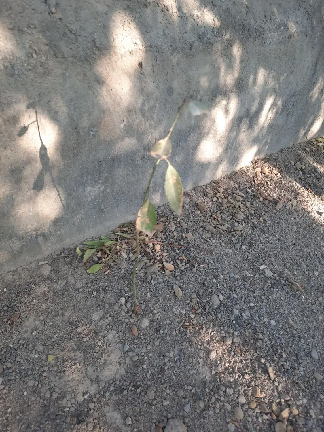 نهال بادام ،انگور،هیوا،سیب|گل و گیاه طبیعی|خسروشاه, |دیوار