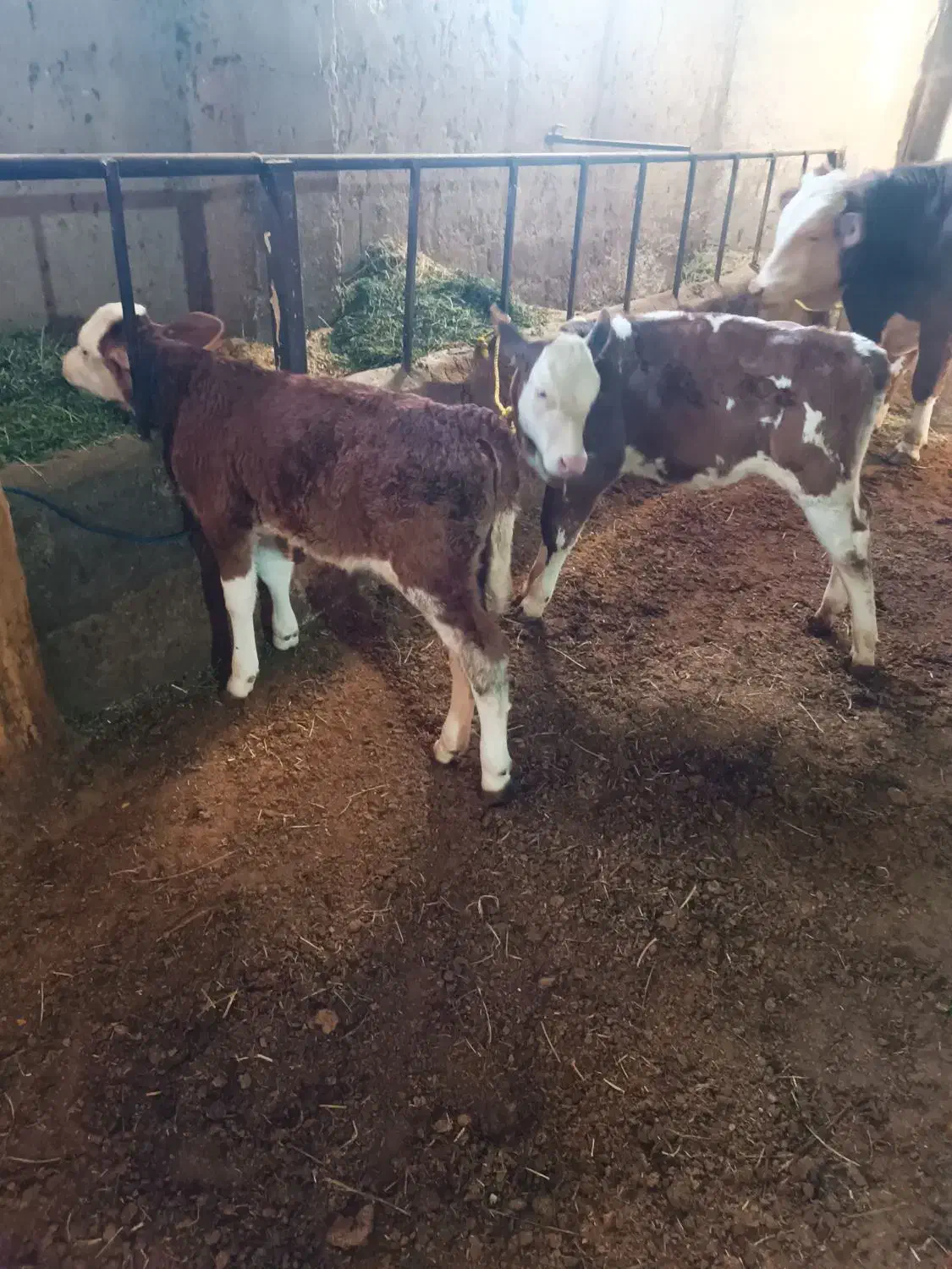 گوساله ماده دوعدد|حیوانات مزرعه|کشاورز, |دیوار