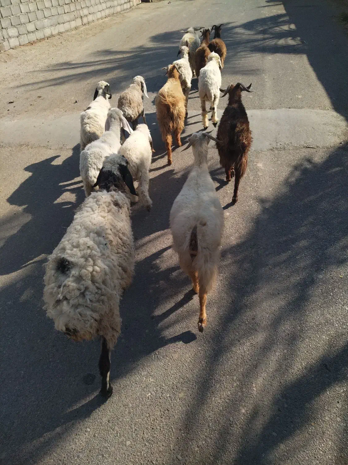 چند عدد گوسفند سرحال چاق مناسب کشتن و نگهداری|حیوانات مزرعه|گنبکی, |دیوار