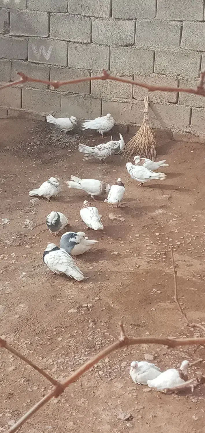 14 تاطوقی سرحال|پرنده|خانمیرزا, |دیوار