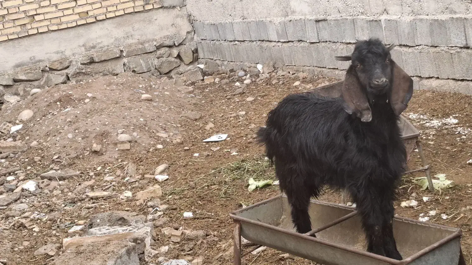 بزغاله|حیوانات مزرعه|دزفول, |دیوار