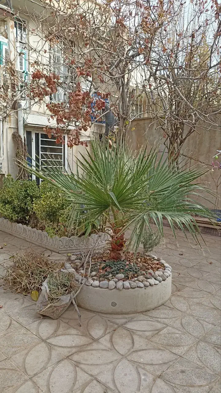 درخت پالم واشنگتنیا چهار ساله|گل و گیاه طبیعی|کرمانشاه, |دیوار