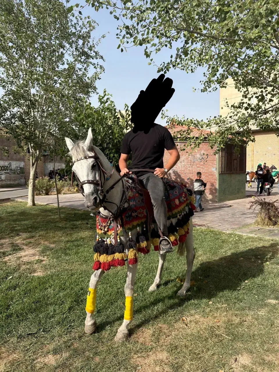 اسب مادیون عرب یک سر|اسب و تجهیزات اسب‌سواری|ورامین, ورامین|دیوار