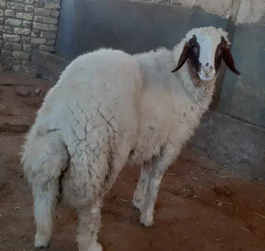 بره نر سنجابی پر خون و اصیل|حیوانات مزرعه|کرمانشاه, |دیوار