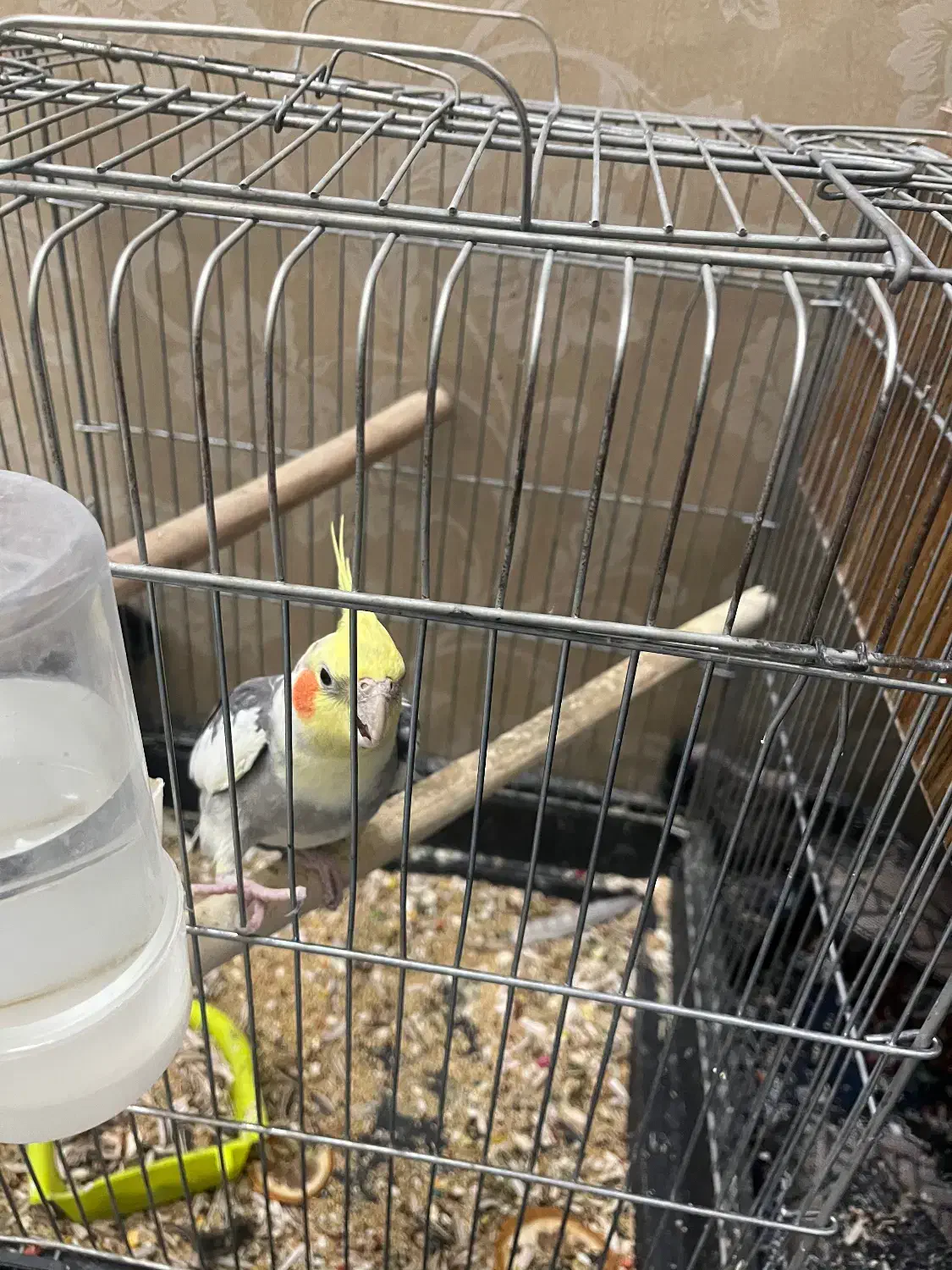 عروس هلندی نروماده بالغ|پرنده|مشهد, ادیب نیشابوری (شهرک غرب)|دیوار