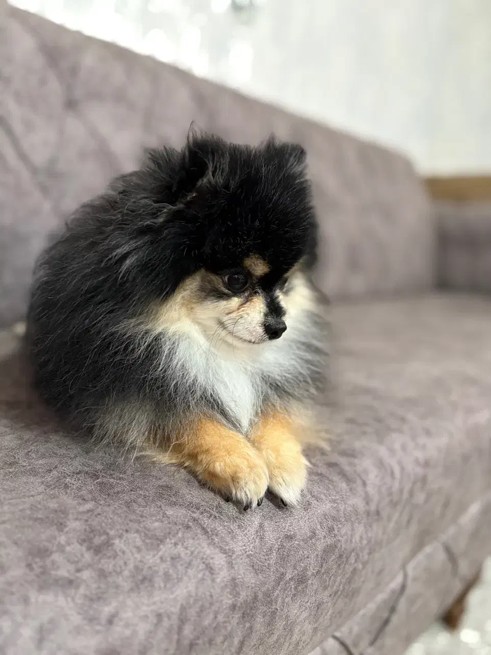 سگ  پامرانین|سگ|شیراز, کوشک میدان|دیوار